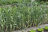 Beet mit Porree, Lauch (Allium porrum)