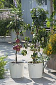 Colza apple 'Redcats', dwarf pear 'Garden Pearl',