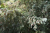 Taxus baccata (yew), female with red fruits