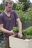 Build rollable raised bed on balcony yourself and plant with herbs