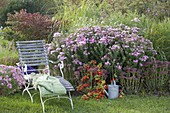 Chaise longue with Aster novae-angliae 'Barr's pink'