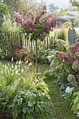 Fenced small garden with Hydrangea paniculata 'Pinky Winky'