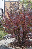 Physocarpus opulifolius 'Diabolo' in autumn color