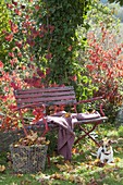Red bench in autumnal garden, basket with autumn leaves