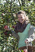 Woman at the apple harvest