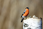 Bullfinch, also called blood finch, sits on tree stump