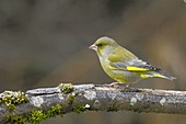 Greenfinch (Carduelis chloris) on branch