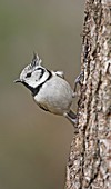Crested tit on the tree