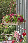 Fruit box turned into a hanging basket and hung up
