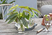 Houseplant cuttings, rooted begonia maculata cuttings