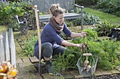 Woman harvesting white carrots in organic garden