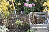 Excavate dahlia tubers and place in box