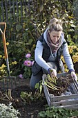 Woman digging dahlia tubers and puting them in a box