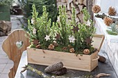 Prosecco wooden box festively planted with Picea glauca 'Conica'