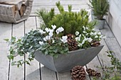 Gray bowl with Cyclamen, Hedera, Pinus