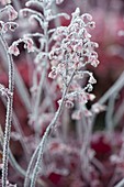 Frozen flowers of Heuchera (alumroot)