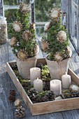 Picea glauca 'Conica' (Zuckerhutfichten) weihnachtlich dekoriert
