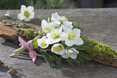 Small bouquet of Helleborus niger and Pinus