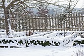 Snowy cottage garden with apple tree (malus) and fence