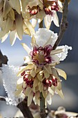 Chimonanthus praecox (Winterblüte), stark duftender Winterblueher