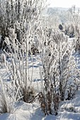 Frozen perennials covered with hoarfrost crystals in snowy garden