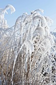 Frozen inflorescences of miscanthus covered with thick hoarfrost