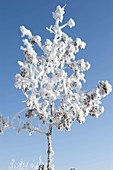 Mit dicken Rauhreif-Kristallen überzogener Baum im winterlichen Garten