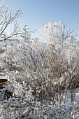 Grasses and perennials covered with hoarfrost crystals