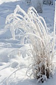 Frozen grass in snowy garden with fantastic hoarfrost crystals