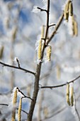Frozen flowers of Corylus avellana (hazelnut)