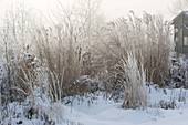 Grasses and perennials with hoarfrost covered in snowy garden