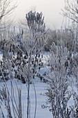 Frozen plants covered with hoarfrost