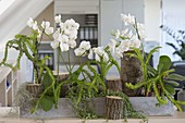 Office planting with phalaenopsis