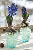 Hyacinthus (Hyacinth) on turquoise glasses with water