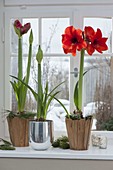 Hippeastrum budding and in bloom on windowsill