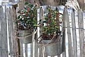 Zink pots with Ilex aquifolium attached to the garden fence