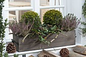 Wooden box in front of window winterly planted with Buxus