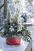 Red bucket with Helleborus niger and Picea glauca 'Conica'