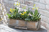 Wooden box with primula veris (bowl flower)