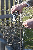 Woman cutting gooseberry (Ribes uva-crispa) in spring