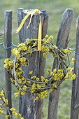 Small wreath of branches of Cornus mas (Cornus)