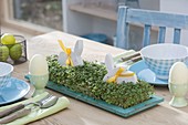 Cress as edible table decoration on turquoise saucer
