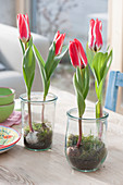 Tulipa greigii 'Plaisir' (tulip) in glasses set with moss
