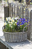 Basket with Narcissus canaliculatus, a small wild daffodil