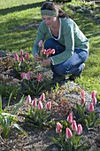 Woman picking tulipa 'The First' (tulip) for bouquet