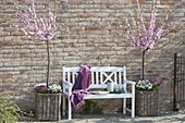 Almond trees in baskets and white bench in front of brick wall