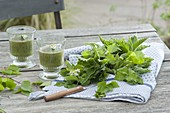 Green smoothie against springtime fatigue, Aegopodium podagraria