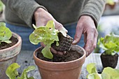 Plant lettuce seedling (Lactuca) in clay pot
