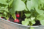 Grow radish in a zinc pan