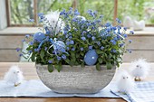 Myosotis (forget-me-not) in bowl, Easter decorated